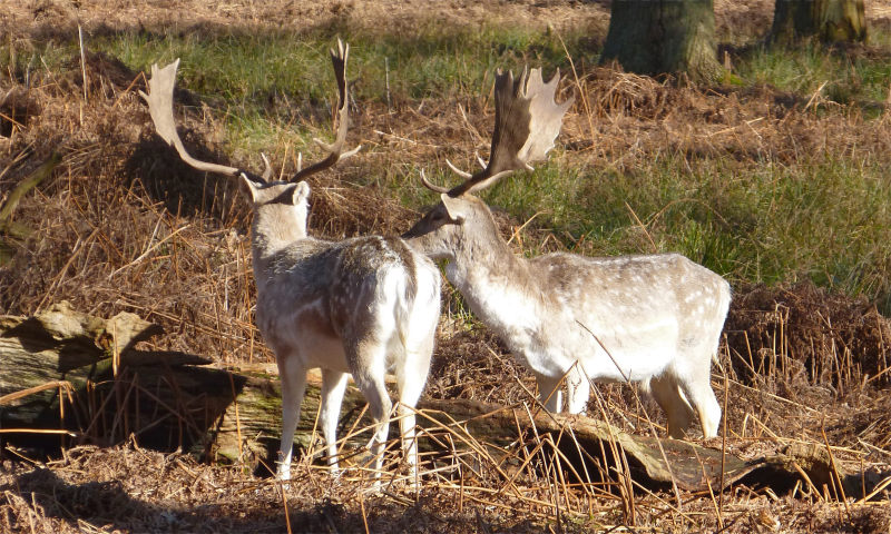 Fallow Deer