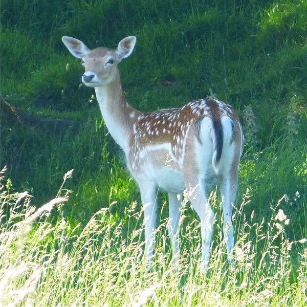 Fallow Deer (2)