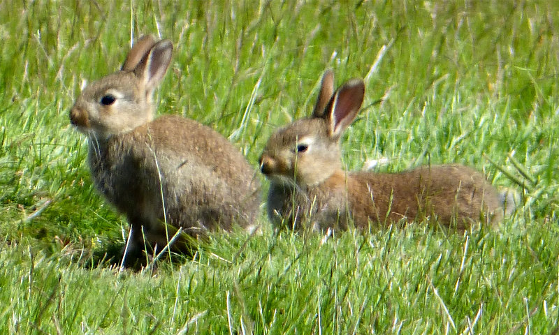 Rabbits