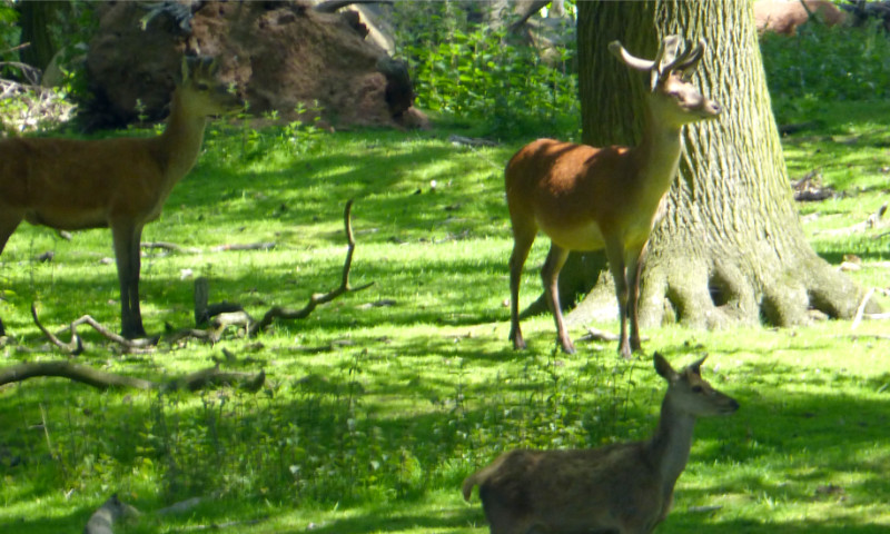 Red Deer