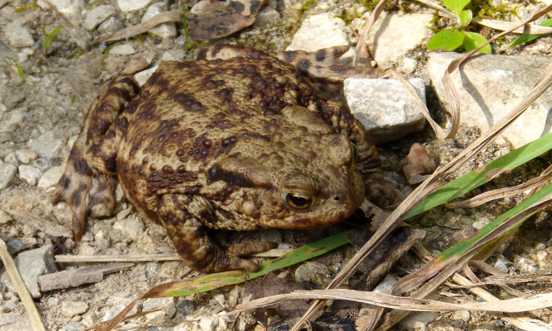 Toad