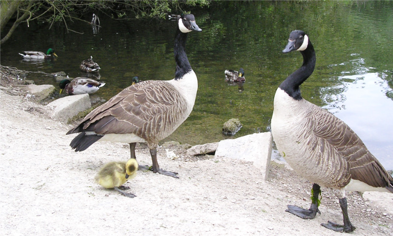 Canada Geese