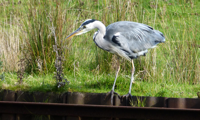 Heron