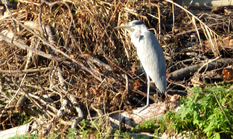 Another Heron