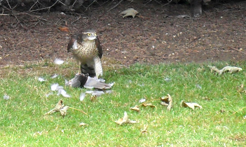 Sparrowhawk