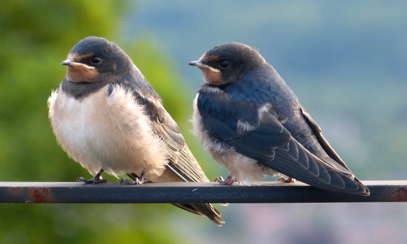 Young Swallows