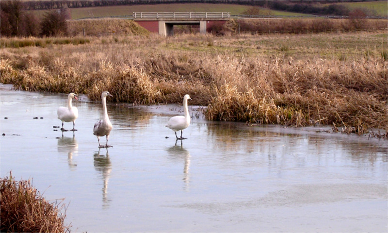 Three Swans a-skating