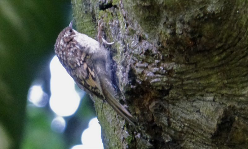 Treecreeper