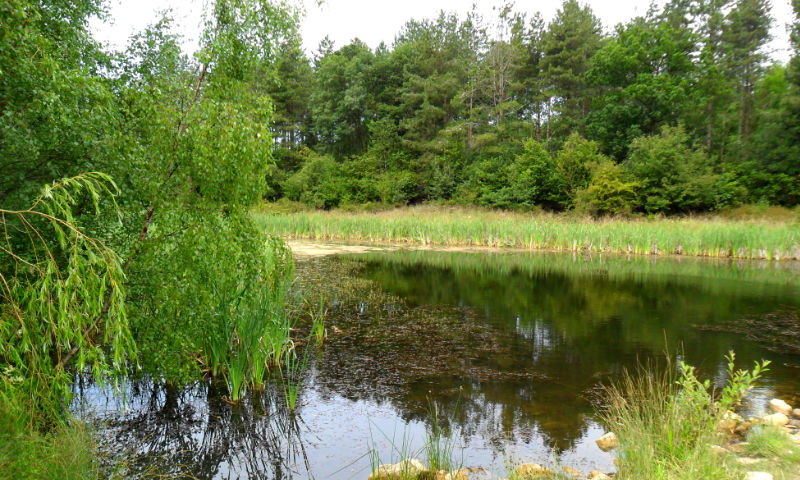 Bourne Wood