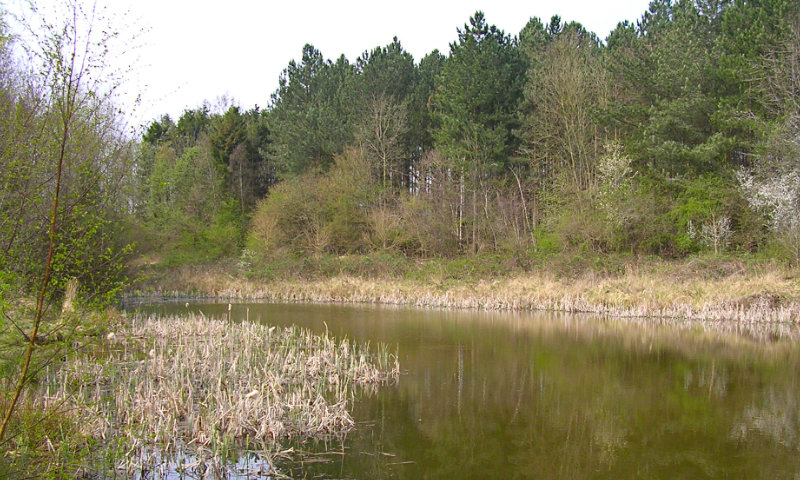 Bourne Wood (2)