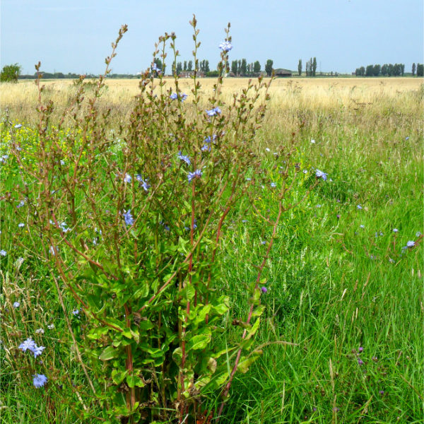 Chicory