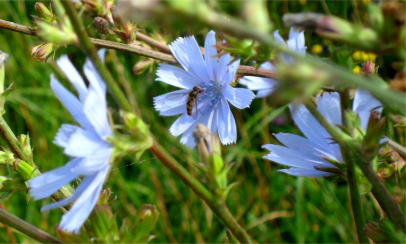 Chicory (2)
