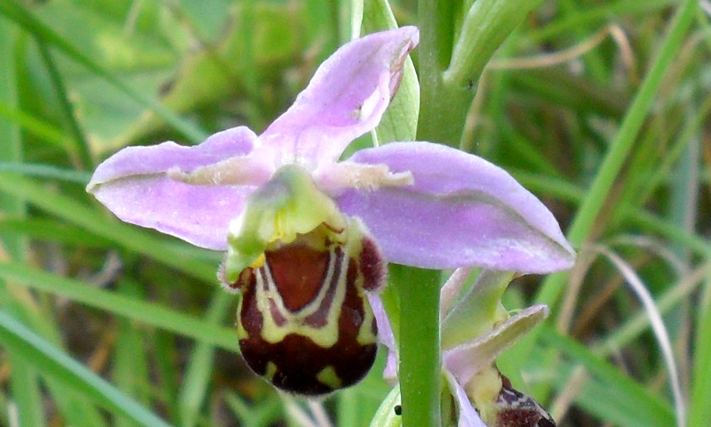 Bee Orchid (2)