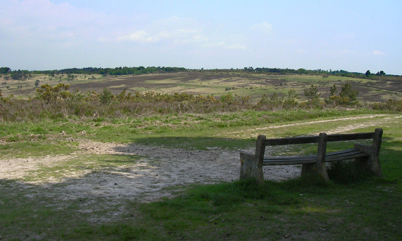 Ashdown Forest (1)